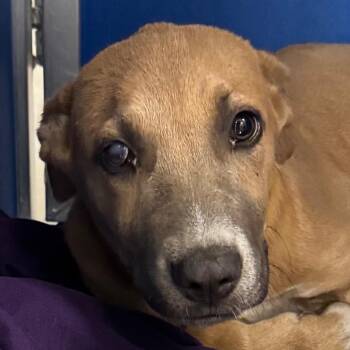 109600 -  Mixed Breed Dog for Adoption in Las Cruces, New Mexico - 109600 | PetCurious