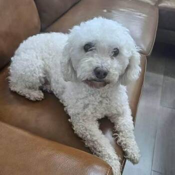 Miniature Poodle Dogs Available for Adoption in Mooresville, North Carolina - Bud | PetCurious