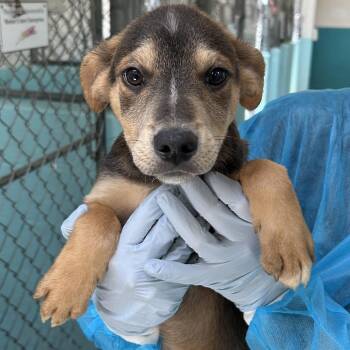 Fleetwood - Butler Campus -  Cattle Dog Dog for Adoption in Flagstaff, Arizona - Fleetwood - Butler Campus | PetCurious