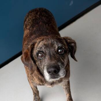 Ms. Daisy -  Mixed Breed Dog for Adoption in Greenville, South Carolina - Ms. Daisy | PetCurious