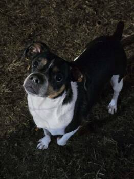 Rat Terrier and Jack Russell Terrier Dogs Available for Adoption in Mishawaka, Indiana - Zero | PetCurious