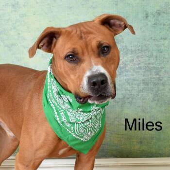 Rescue Pit Bull Terrier Dogs for Adoption in Parkersburg, West Virginia - Saint | PetCurious