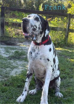 Rescue Great Dane Dogs for Adoption in Jupiter, Florida - Frankie | PetCurious
