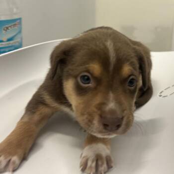 Mixed Breed Dogs Available for Adoption in Park City, Utah - Hammock | PetCurious
