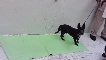 STITCH -  Chihuahua and Schnauzer Dog for Adoption in Houston, Texas - STITCH | PetCurious