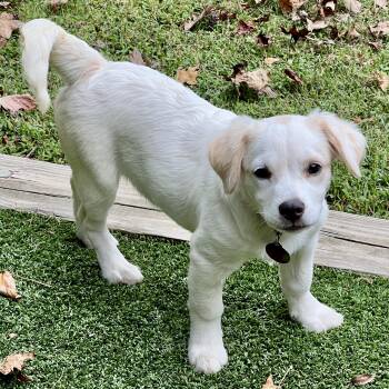 Tracey -  Spaniel Dog for Adoption in Greensboro, North Carolina - Tracey | PetCurious