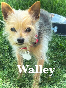 Rescue Yorkshire Terrier Dogs for Adoption in Estherville, Iowa - Walley | PetCurious