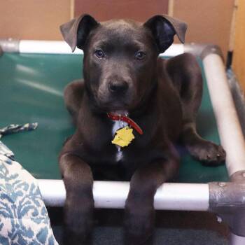 Mixed Breed Dogs Available for Adoption - Twilight | PetCurious