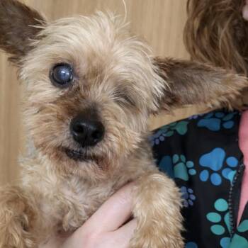 Yorkshire Terrier Dogs Available for Adoption - Turk | PetCurious