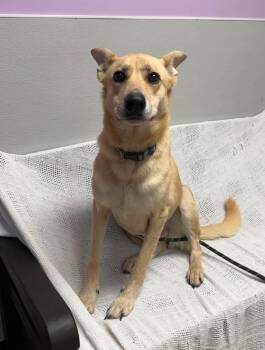 Sonya -  German Shepherd Dog Dog for Adoption in Maryville, Missouri - Sonya | PetCurious