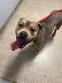 Pit Bull Terrier Dogs Available for Adoption in Troy, Ohio - Atlas | PetCurious