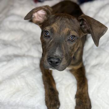 Plott Hound Dogs Available for Adoption in Atlanta, Texas - Jay | PetCurious
