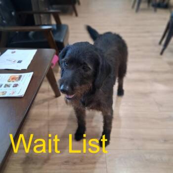 Bongo -  Flat Coated Retriever Dog for Adoption in Livingston, Texas - Bongo | PetCurious
