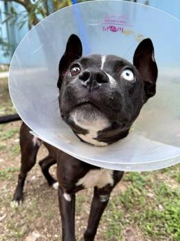Corona -  Pit Bull Terrier and Mixed Breed Dog for Adoption in New Orleans, Louisiana - Corona | PetCurious
