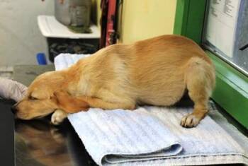 Marco -  Golden Retriever and Mixed Breed Dog for Adoption in Picayune, Mississippi - Marco | PetCurious