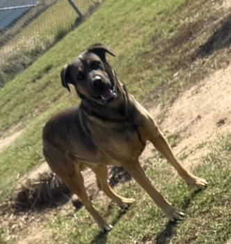 Rescue Shepherd and Catahoula Leopard Dog Dogs for Adoption in Quinlan, Texas - Michael | PetCurious