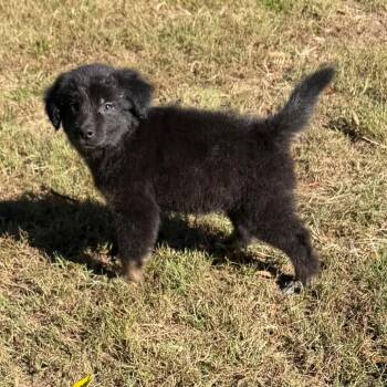 Epaulette -  Mixed Breed Dog for Adoption in Fredericksburg, Virginia - Epaulette | PetCurious