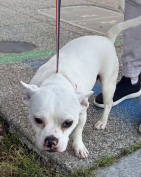 Terrier and Mixed Breed Dogs Available for Adoption in West Chester, Pennsylvania - Willoma | PetCurious