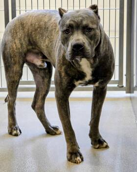 Cane Corso and Pit Bull Terrier Dogs Available for Adoption in Lindenhurst, New York - 26-209 Blacky | PetCurious