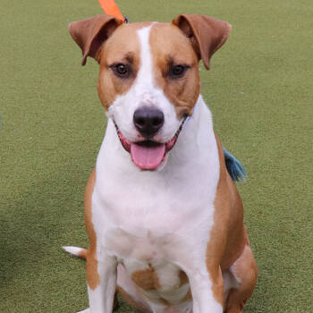 Rescue Mixed Breed Dogs for Adoption in Port Washington, New York - Colby | PetCurious