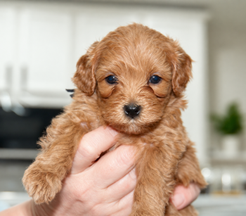Honey -  Maltipoo Dog for Sale in Jacksonville, Florida - Honey | PetCurious