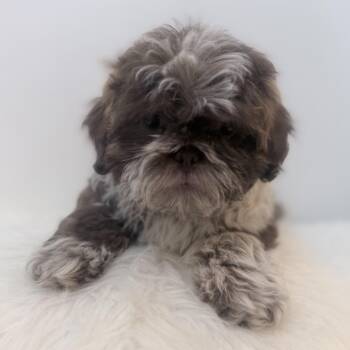Rocky road -  Shih Poo Dog for Adoption in Wrightstown, New Jersey - Rocky Road | PetCurious