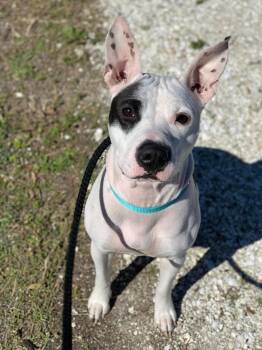 Jo Jo (Chloe) -  Pit Bull Terrier and Mixed Breed Dog for Adoption in Cape Coral, Florida - Jo Jo (Chloe) | PetCurious