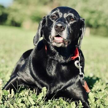 Nala -  Labrador Retriever Dog for Adoption in State College, Pennsylvania - Nala | PetCurious