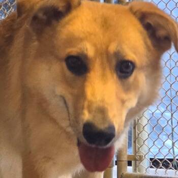 Rescue Mixed Breed Dogs for Adoption in Fort Bragg, California - Freedom | PetCurious