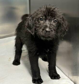 Poodle Dogs Available for Adoption in Newport, Tennessee - All Or Nothing | PetCurious