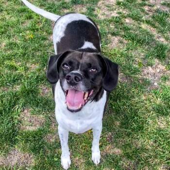 Jasper -  Pointer Dog for Adoption in Des Moines, Iowa - Jasper | PetCurious