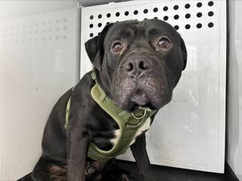 BABY BOY -  Pit Bull Terrier and Mixed Breed Dog for Adoption in San Jose, California - BABY BOY | PetCurious