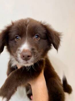 26-074 Cub -  Spaniel and Australian Shepherd Dog for Adoption in Richardson, Texas - 26-074 Cub | PetCurious