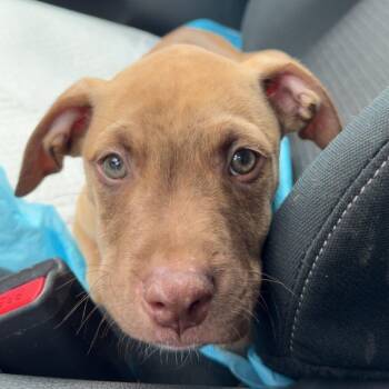 Winston -  Pit Bull Terrier Dog for Adoption in Belleville, Illinois - Winston | PetCurious