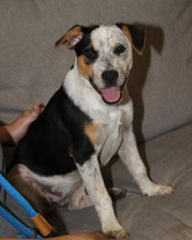 Lilah (Photos September 20th 2026) -  Australian Cattle Dog Blue Heeler Dog for Adoption in Marietta, Ohio - Lilah (Photos September 20th 2026) | PetCurious