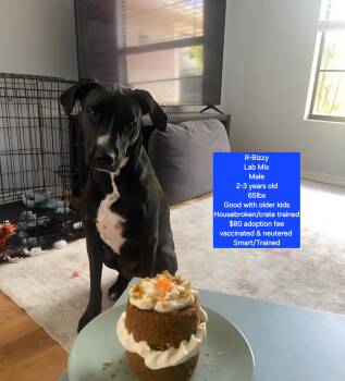 Black Labrador Retriever Dogs Available for Adoption in Oviedo, Florida - R-Bizzy | PetCurious