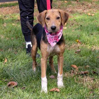 Daisy (Female) Avail 11/7 -  Shepherd and Beagle Dog for Adoption in West Grove, Pennsylvania - Daisy (Female) Avail 11/7 | PetCurious