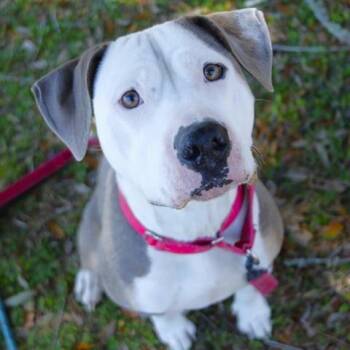 Mixed Breed Dogs Available for Adoption - Sally | PetCurious