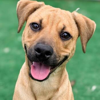 Suzie -  Black And Tan Coonhound and Black Mouth Cur Dog for Adoption in Gainesville, Texas - Suzie | PetCurious