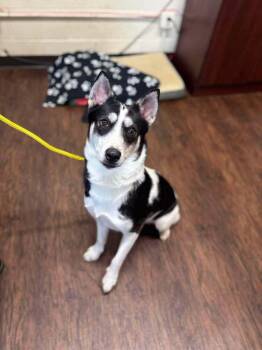 Piper -  Husky and Cattle Dog Dog for Adoption in Frankfort, New York - Piper | PetCurious