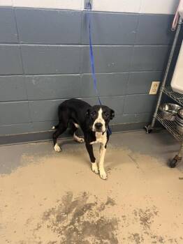 STANLEY -  American Staffordshire Terrier and Mixed Breed Dog for Adoption in Tallahassee, Florida - STANLEY | PetCurious