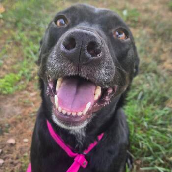 Lark -  Mixed Breed Dog Available for Adoption in Hendersonville, North Carolina - Lark | PetCurious