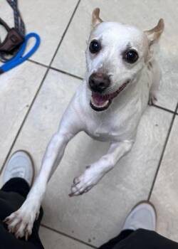 Terrier and Mixed Breed Dogs Available for Adoption - Lucky | PetCurious