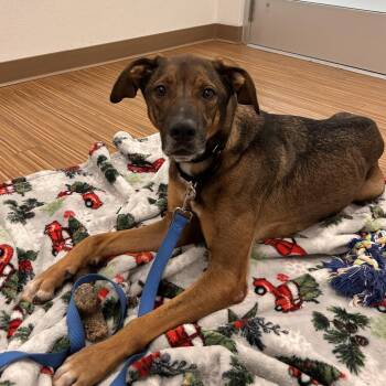 Maui -  Mixed Breed Dog for Adoption in Sarasota, Florida - Maui | PetCurious