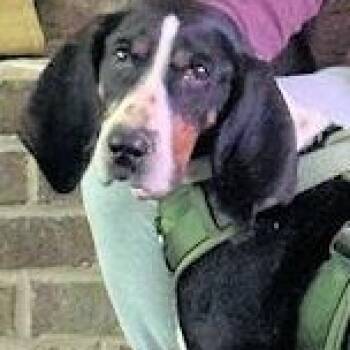 Treeing Walker Coonhound Dogs Available for Adoption - Shelby (GA) | PetCurious