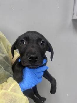 Terrier and Mixed Breed Dogs Available for Adoption - Yogi | PetCurious