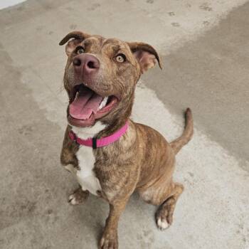 Maple -  American Staffordshire Terrier Dog for Adoption in Lynchburg, Virginia - Maple | PetCurious