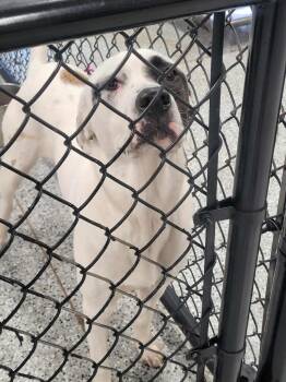 Rescue Hound and Pit Bull Terrier Dogs for Adoption in Republic, Missouri - Highland | PetCurious