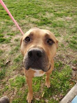 Rescue Black Mouth Cur and Mixed Breed Dogs for Adoption in Indianapolis, Indiana - STICKY BUN | PetCurious