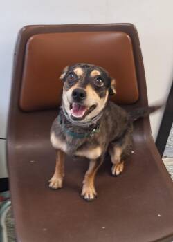 Finn -  Rat Terrier Dog for Adoption in Stanton, Kentucky - Finn | PetCurious
